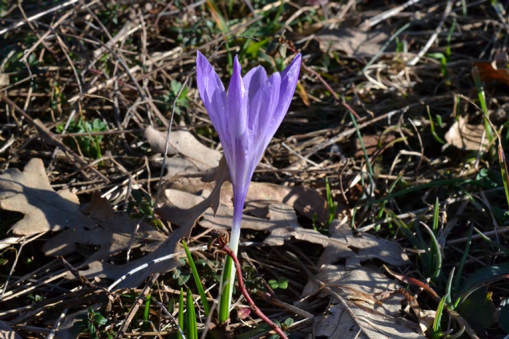 Crocus vernus e altri crocus ?